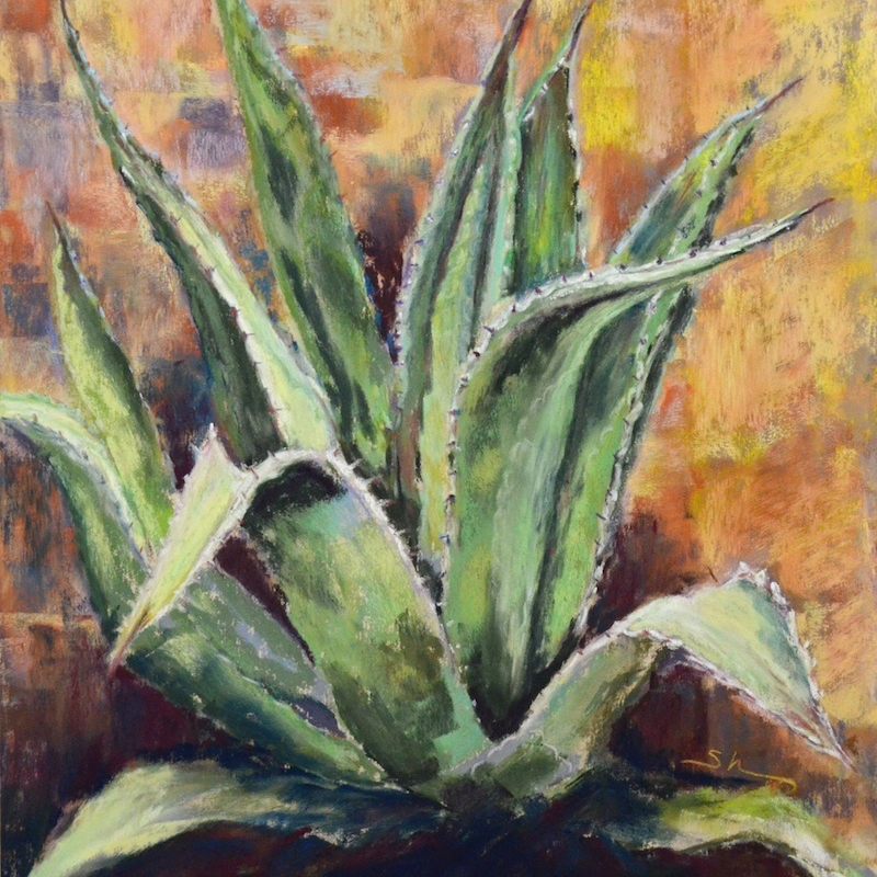 Festival Hill Cactus