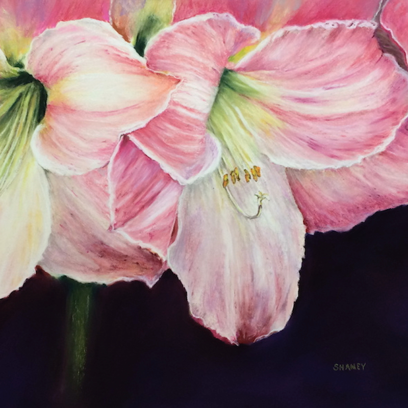 April Amaryllis