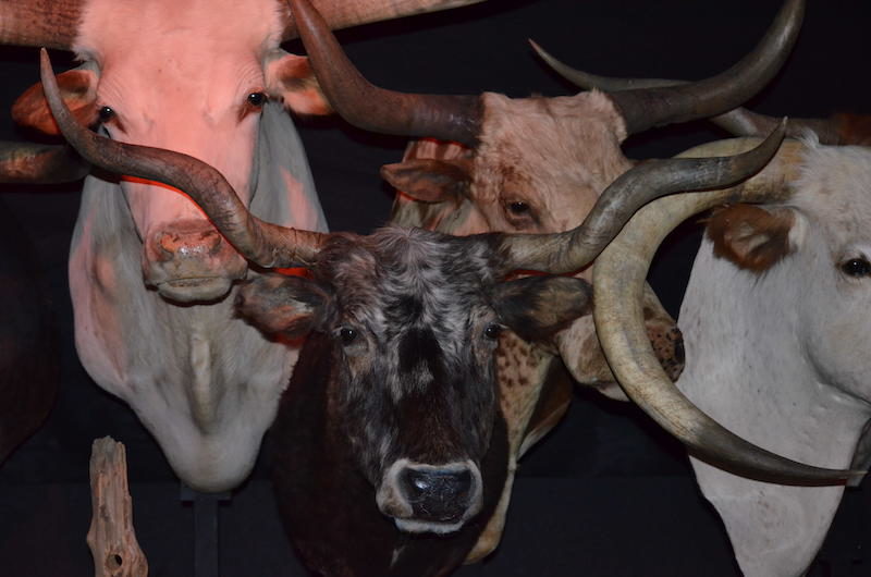 Horns and More